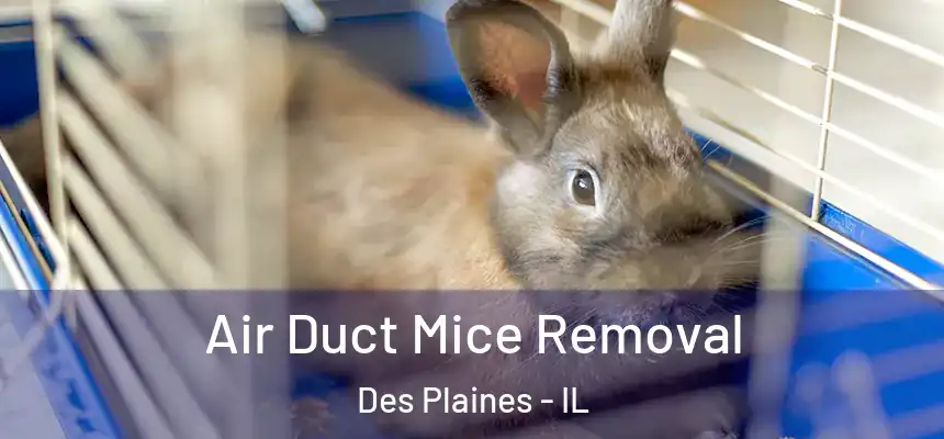 Air Duct Mice Removal Des Plaines - IL
