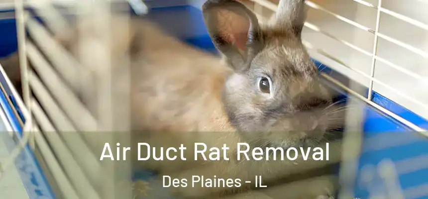 Air Duct Rat Removal Des Plaines - IL