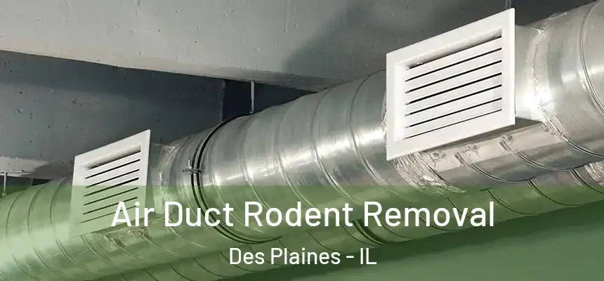  Air Duct Rodent Removal Des Plaines - IL