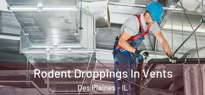  Rodent Droppings In Vents Des Plaines - IL