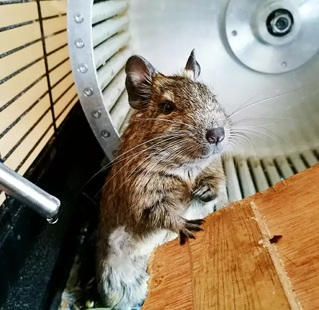 Why Homeowners & Businesses Trust Us Des Plaines, IL